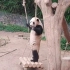 大熊猫福宝 站着荡秋千 确定不是人扮的？