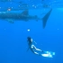 超有夏天情调的《The Sea》配上冲浪潜水的vlog，简直太羡慕了