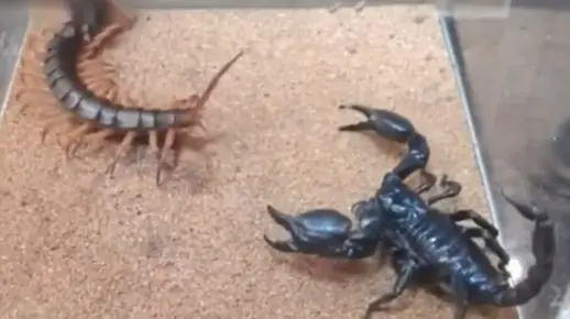 巨毒大佬争霸赛，黑蝎子大PK金蜈蚣，生死决斗