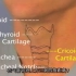 喉部3D解剖示意图，舌骨，甲状软骨，环状软骨，会厌，杓状软骨