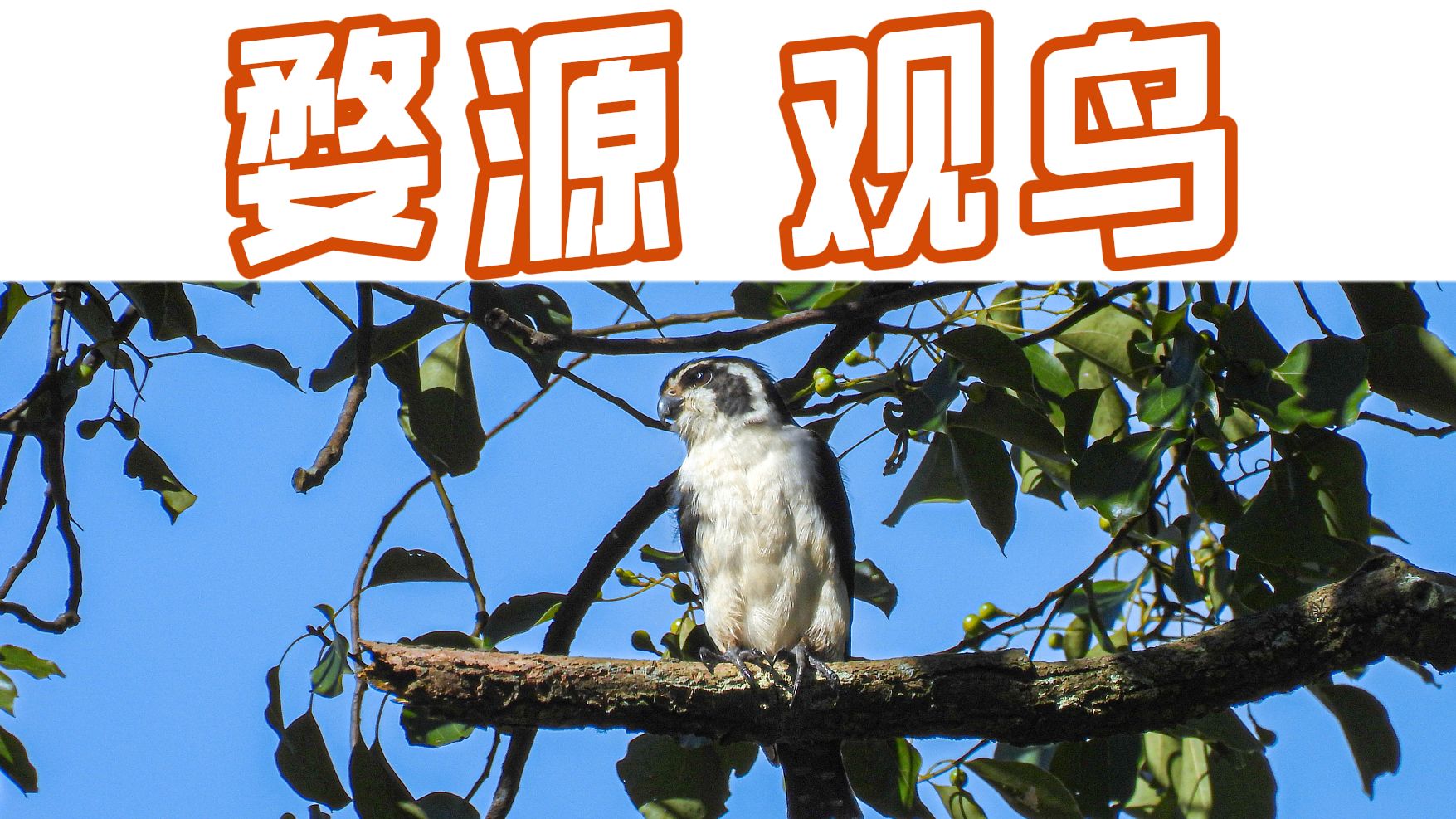 “鸟荒季”，我在婺源看了哪些鸟？【Day 1】