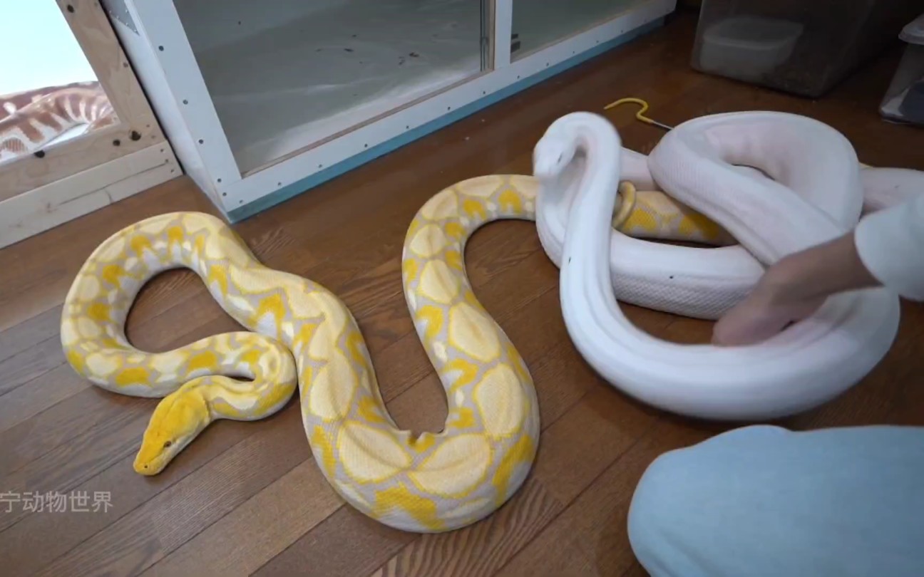 养了两条大蟒蛇在家里，睡觉能踏实吗？