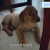 两个月大的拉布拉多随地尿尿挨批评，不停的翻白眼一脸嫌弃，表情超丰富
