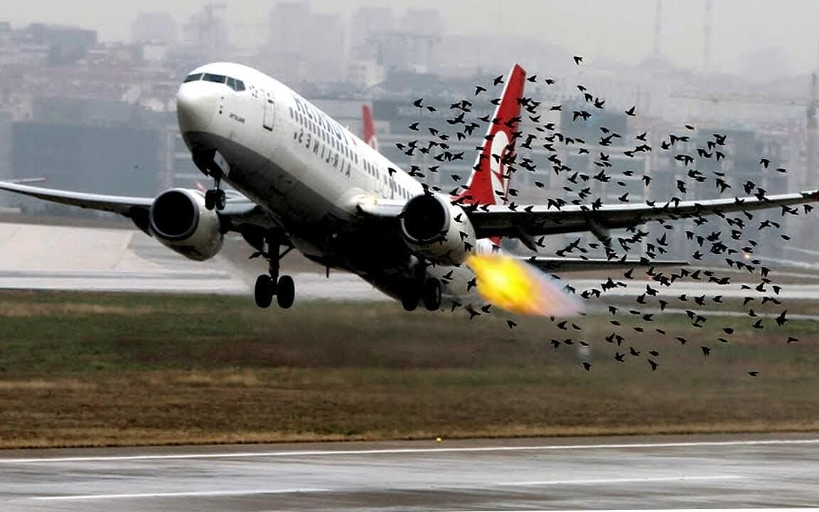 客机起飞时撞鸟，结果会怎样？看完涨知识了