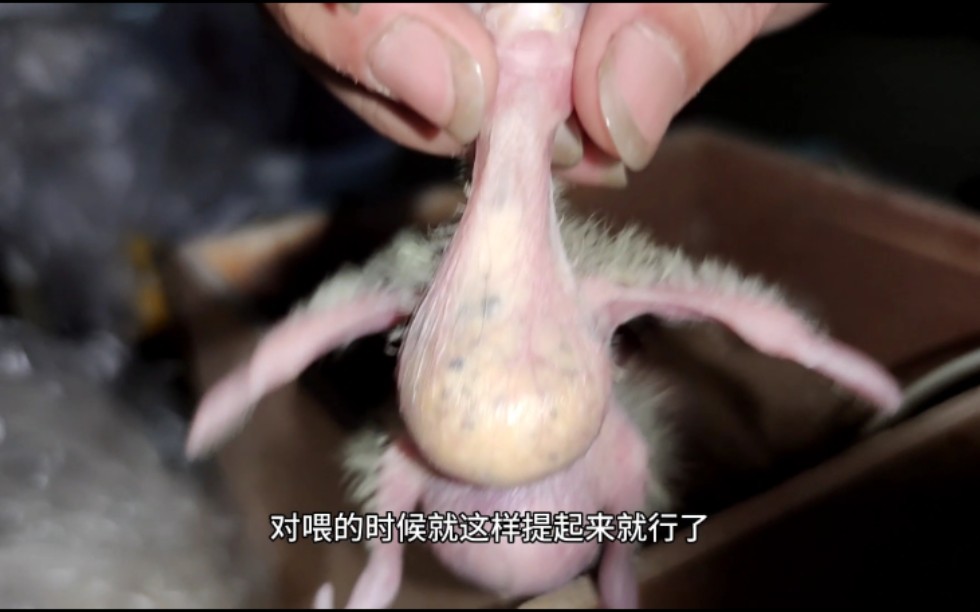 你知道鹦鹉还吃奶粉吗？鹦鹉奶粉怎么选择？A19、A21、KT、散装？谈谈使用感受！