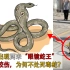 深圳发现两米“眼镜蛇王”，多人被咬伤，被抓后为何不直接处死？