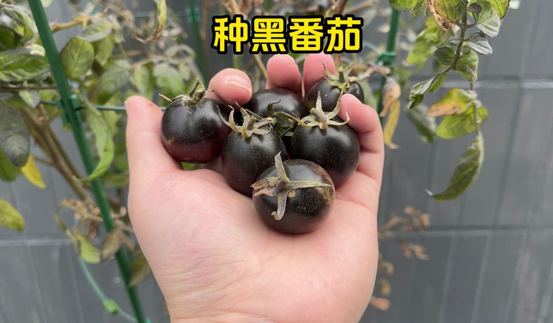 黑色的番茄我也是第一次见，一波三折才种成功！