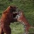 棕熊和老虎打架，究竟谁占优势？