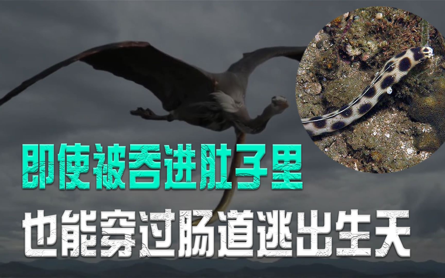 即使被吞进肚子里,也能穿过肠道逃出生天,蛇鳗是怎样做到的?