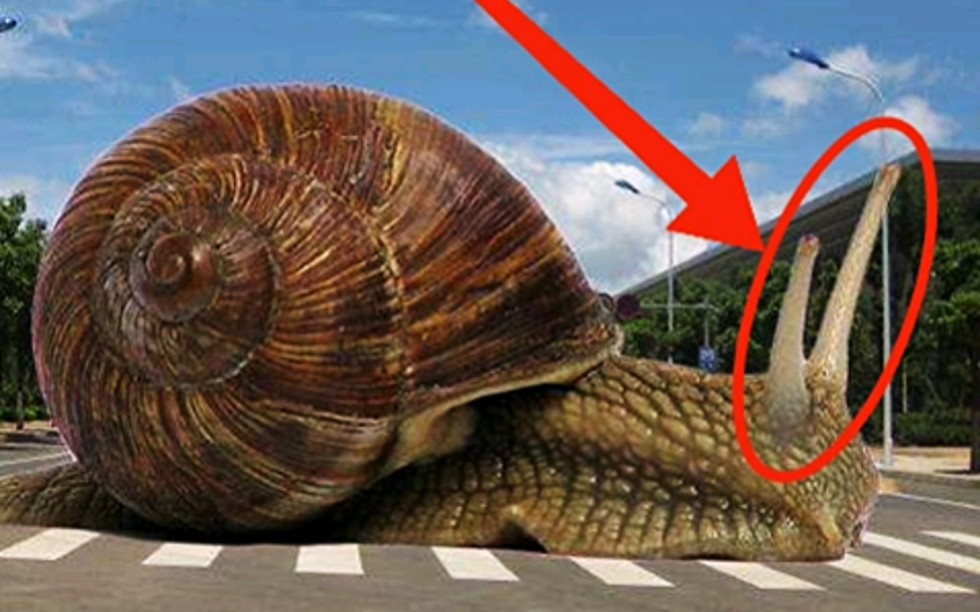 世界上最大的蜗牛！