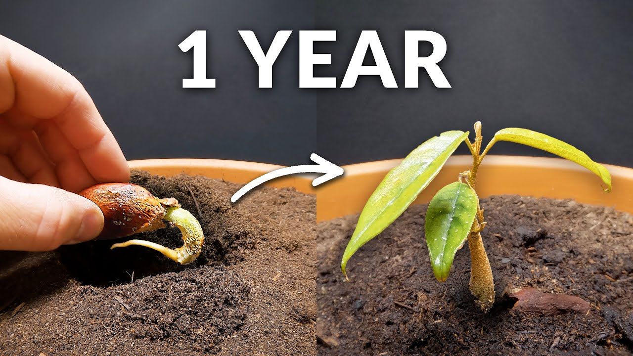 一年时间，自己种榴莲
