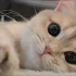 【电波波波】这个vlog博主是只小猫咪