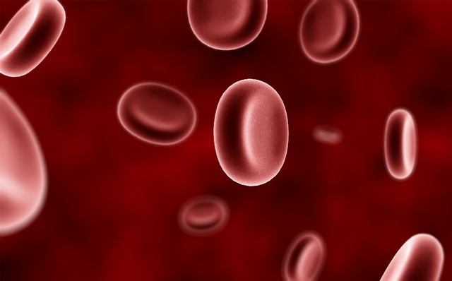 红细胞的流动
