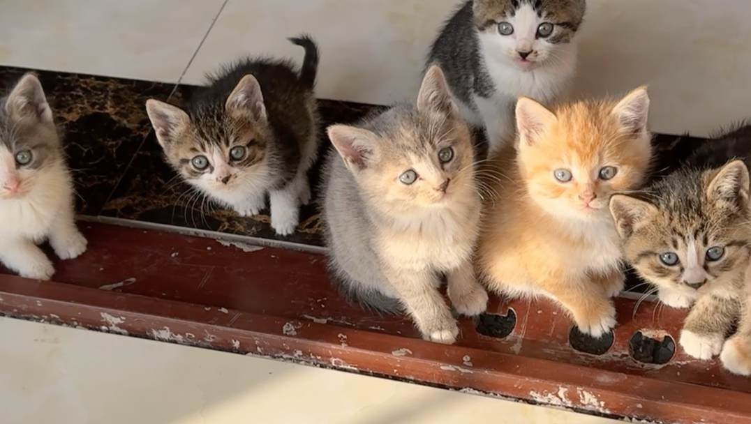 钓鱼捡到一只怀孕的猫，生的小猫有一只养不熟