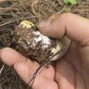 深山里的蘑菇真多