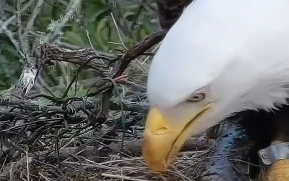 【猛禽】白头鹰和它的小宝宝！