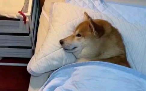 我是狗，我不用上班