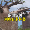 猴面包树到底有多神奇
