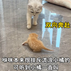 猫界母爱太暖人心了，捡来的小流浪有妈妈了