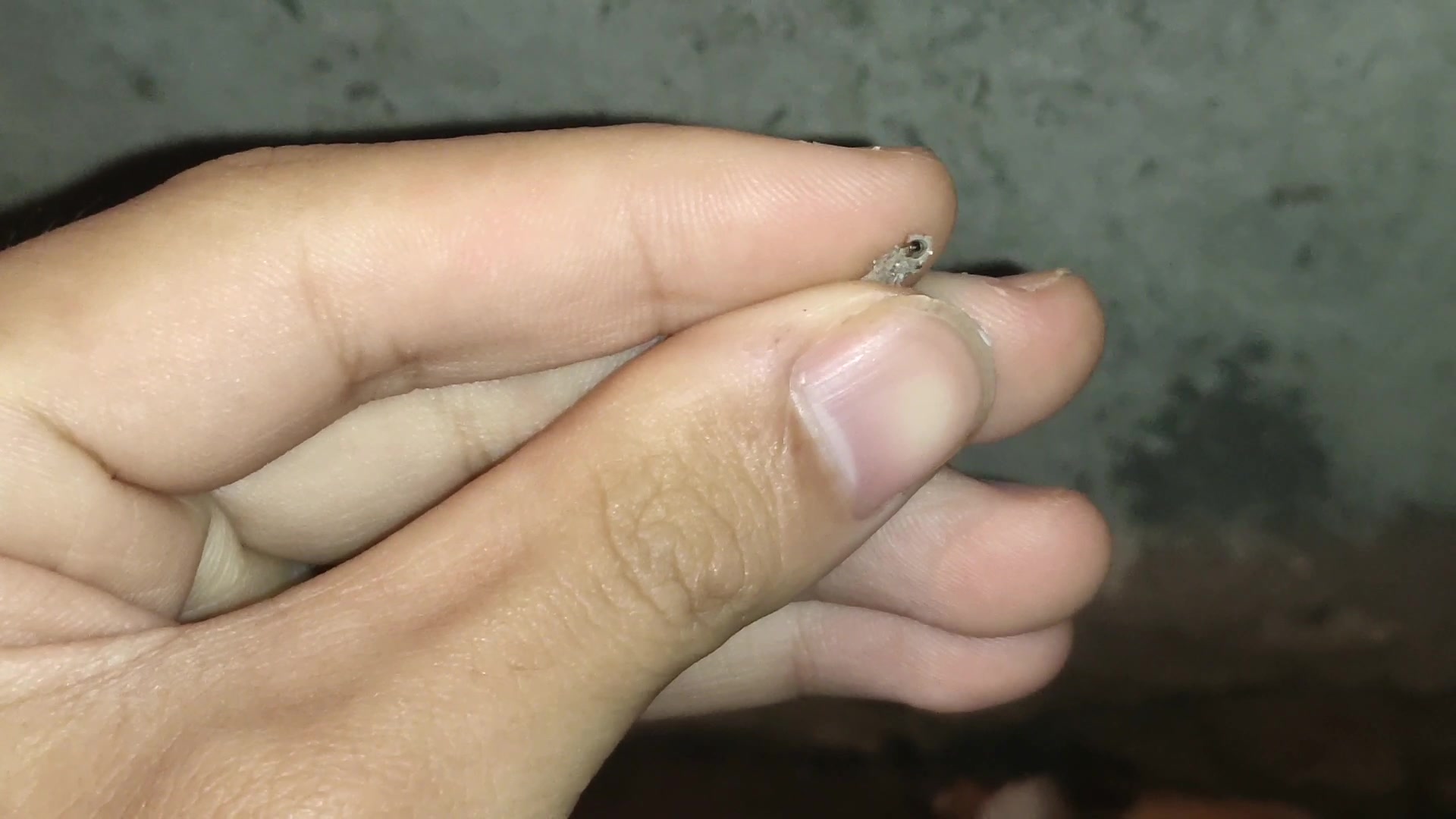 婚飞的疑似相似拟毛蚁
