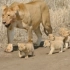 母狮带着一大群孩子餐后散步，母慈子顺，好温馨的一家！