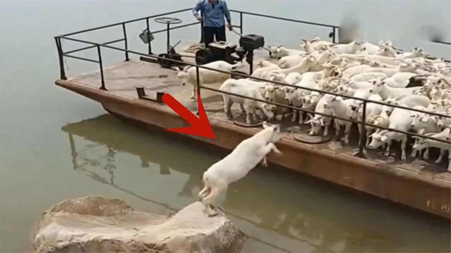 这只小羊绝对是高手！跳上船的一瞬间，竟然避开了栏杆，太帅了