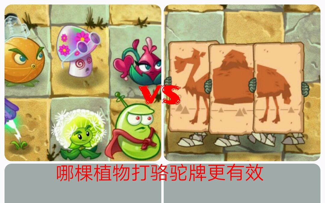 pvz2国际版:新坑第二期/哪棵植物打骆驼牌更有效