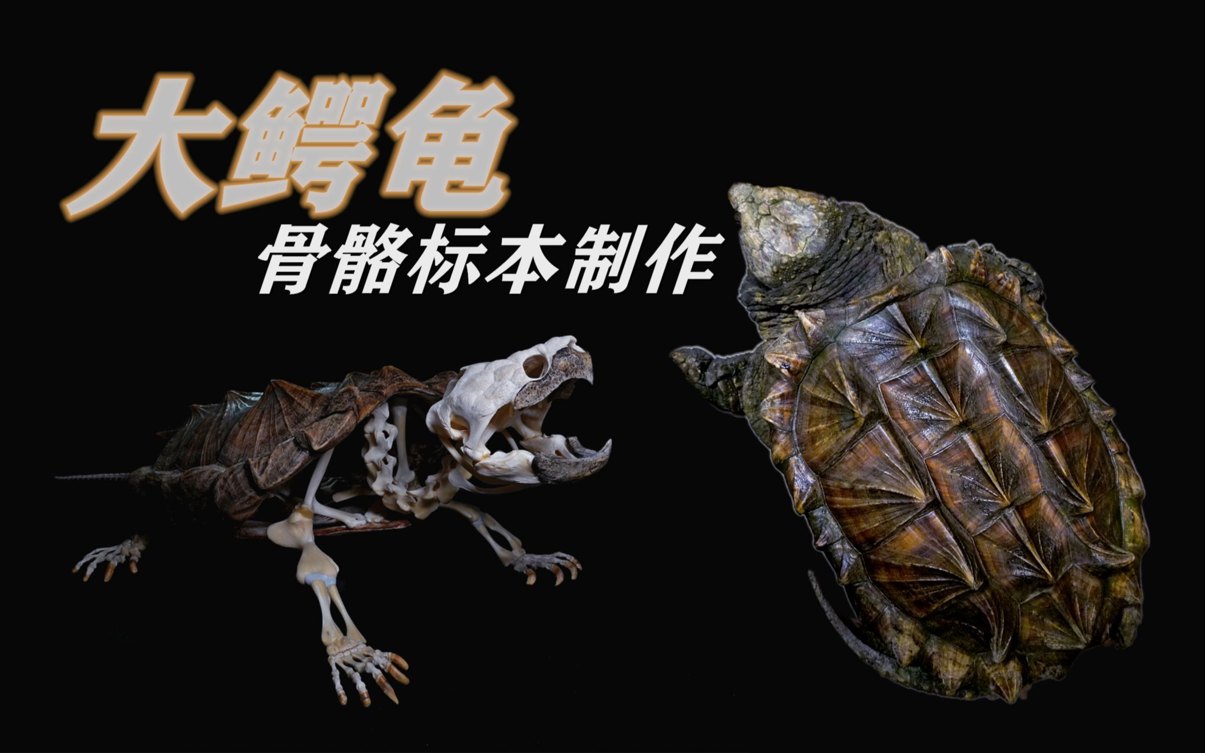 大鳄龟骨骼标本制作