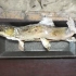 炭烤岩鱼（日本红点鲑）