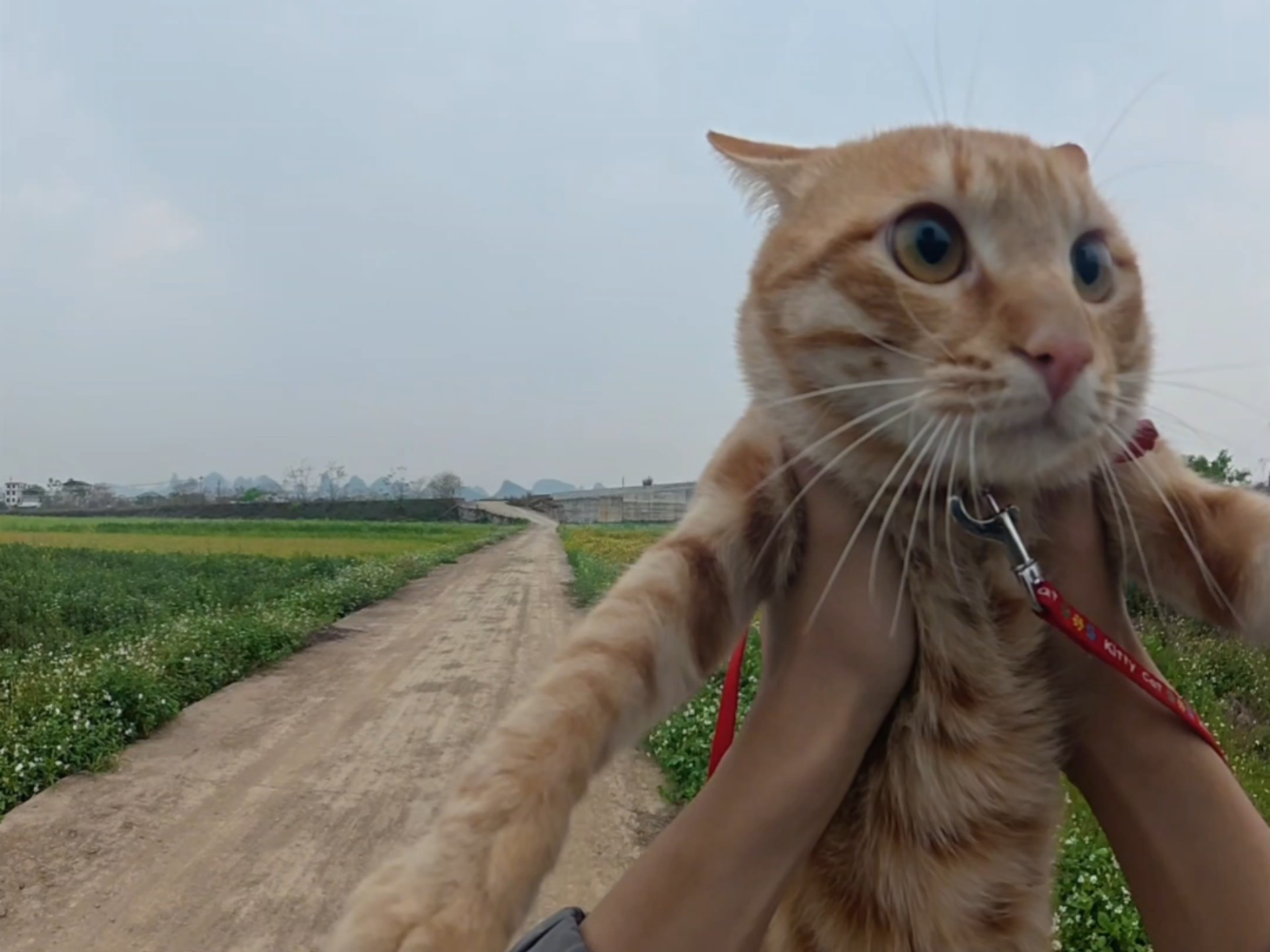 小猫想出去玩
