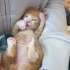 刚出生17天的猫宝宝，超可爱！