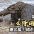 纪录片《猎捕》第3集，尼罗鳄捕杀角马，竟然一年不进食