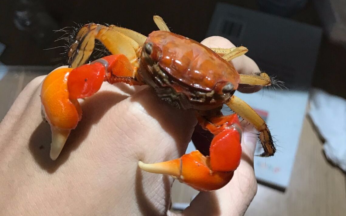 【别老想着吃】中型仿相手蟹吔面面成虫