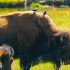 【自然奇观】4K世界野生动物-美洲野牛、麋鹿、野马和水禽