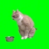 【猫meme】最全热门绿幕素材(含猫猫视频及背景图片)