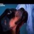 【纪录片】动物救难队 （Rescue Ink） 5集全（繁中 普清）