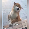10_盘点那些动物的搞笑配音，一个比一个搞笑，毫无违和感