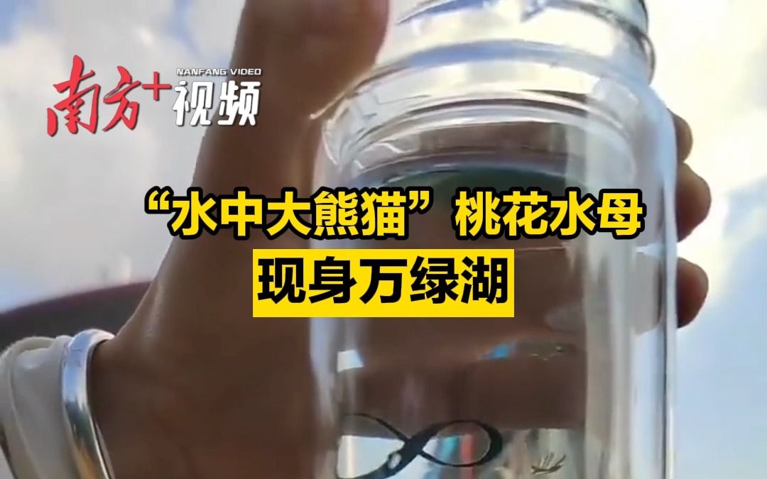 “水中大熊猫”桃花水母现身万绿湖哔哩哔哩bilibili