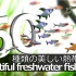 50种美丽的小型热带鱼欣赏（上）