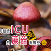 认识蘑菇系列2：吃得少进ICU，吃多躺板板的蘑菇有哪些？（上集