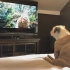 狗狗看电视，看到美女遇险特别激动。