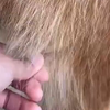 马儿拔不完的冬毛