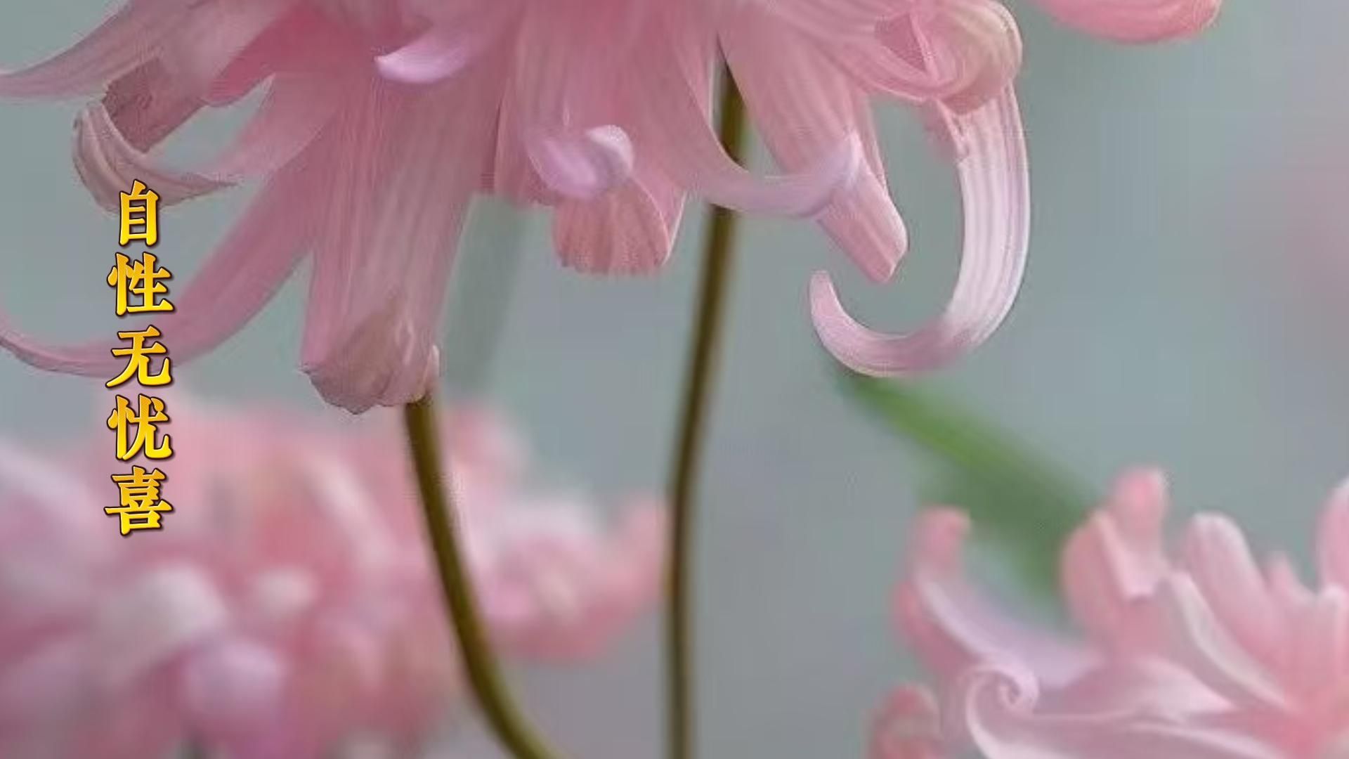 体佛法师开示：自性无忧喜