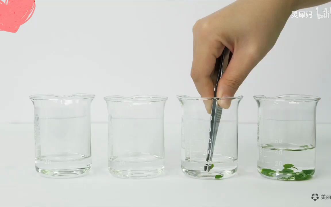 2019新教材“探究环境因素对光合作用强度的影响”——叶片上浮法