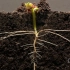 3分钟见证蚕豆25天的生长，生命的力量，太神奇了