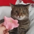 外国视频常用梗Flower crashes cat.