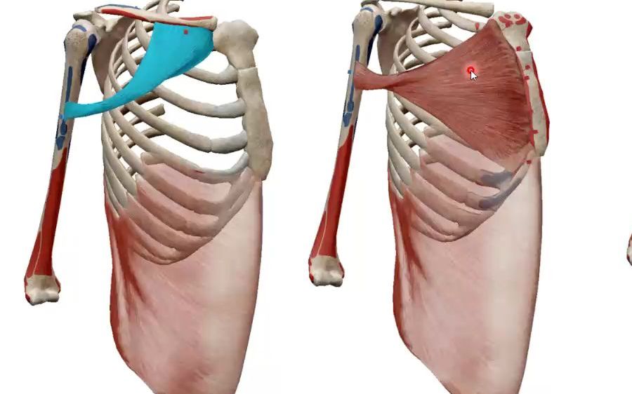 肩关节肌肉功能解剖