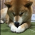 [柴犬Maru的日常]感觉困了呢~洗脸脸睡觉觉了哟( ‘-ωก̀ )