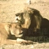 早年间赵忠祥老师为你解说非洲狮王怎样找对象【1986 央视影像资料】动物世界