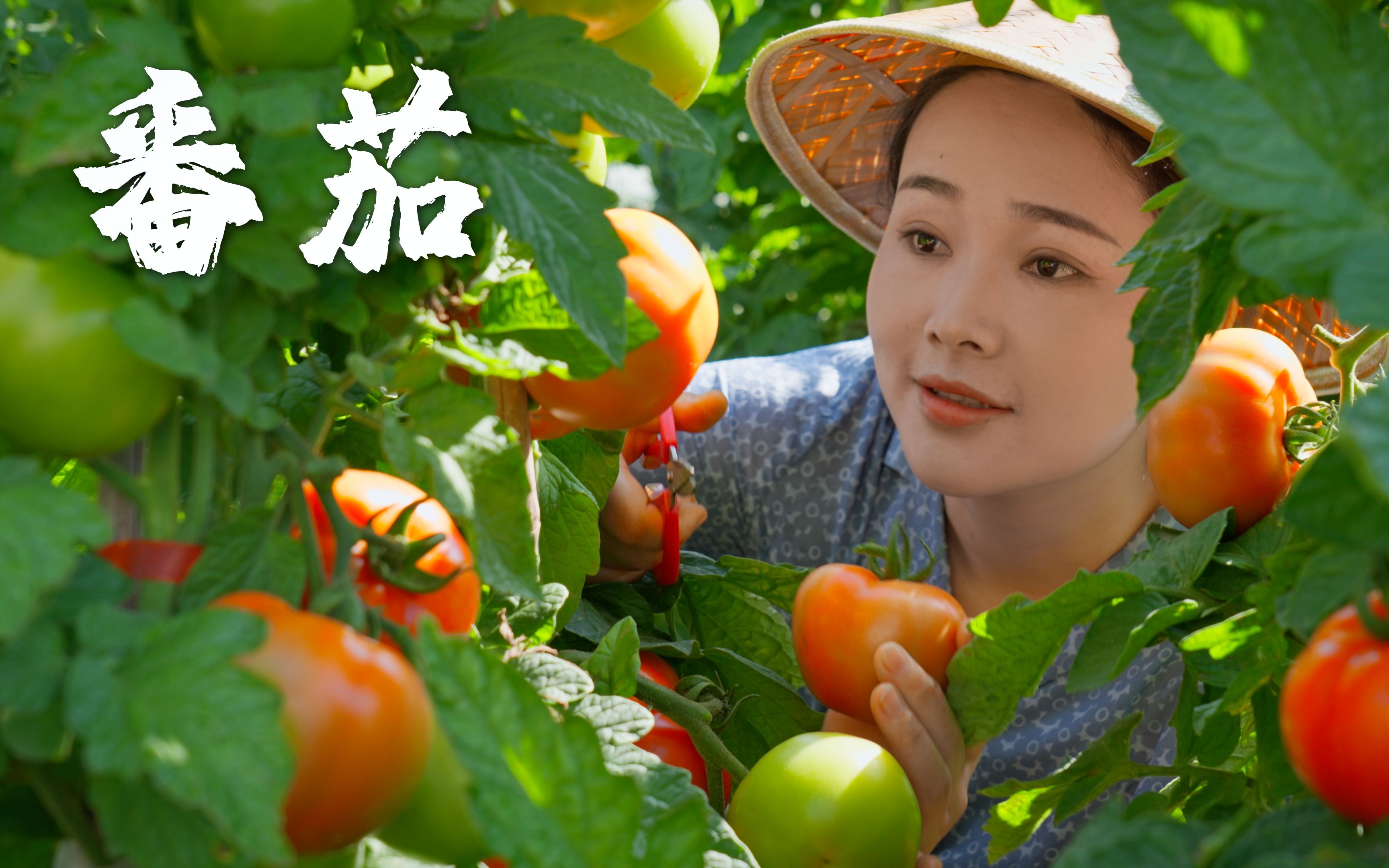 番茄——蔬菜界的白月光，水果界的意难平【滇西小哥】